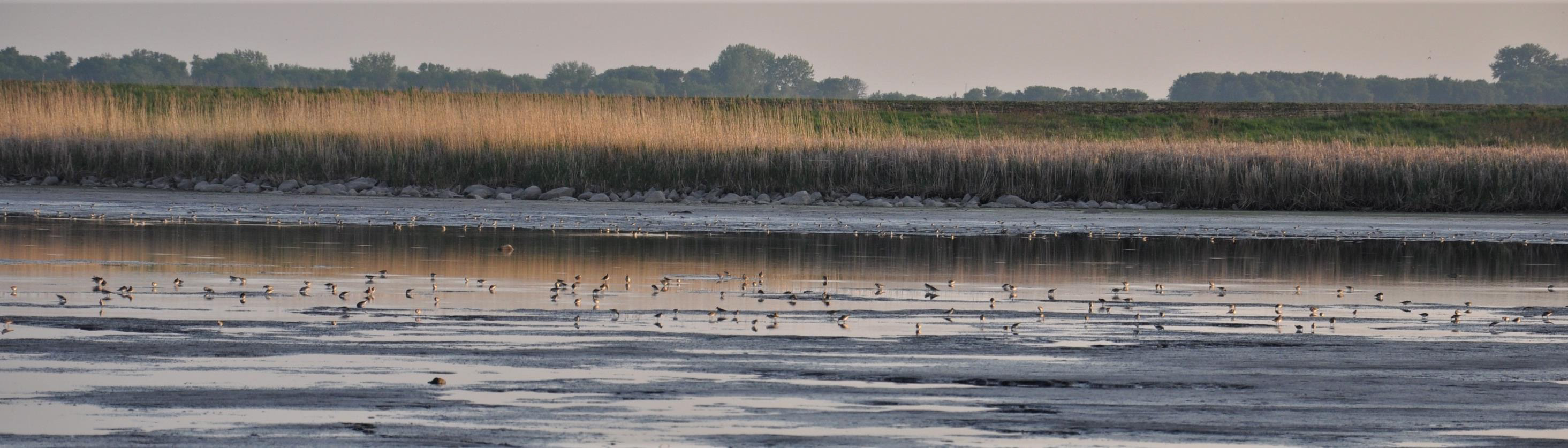 Waterfowl on the surface of Marsh Lake after a drawdown.